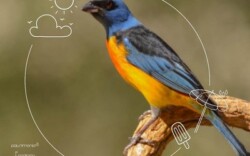 Avistaje de aves