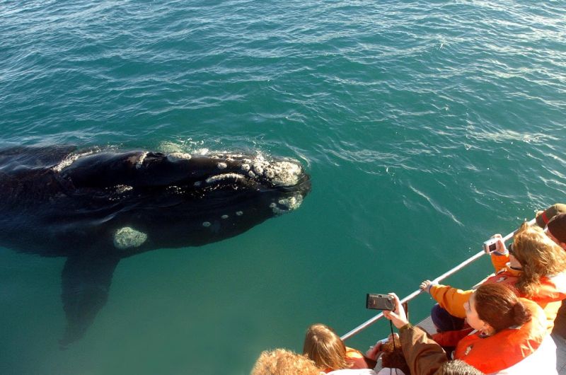 Madryn avistaje de ballenas