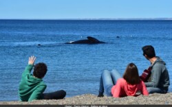 El Doradillo - Avistaje de ballenas