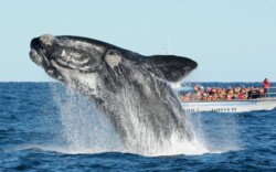 Chubut - Puerto Madryn