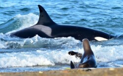 Chubut - Puerto Madryn