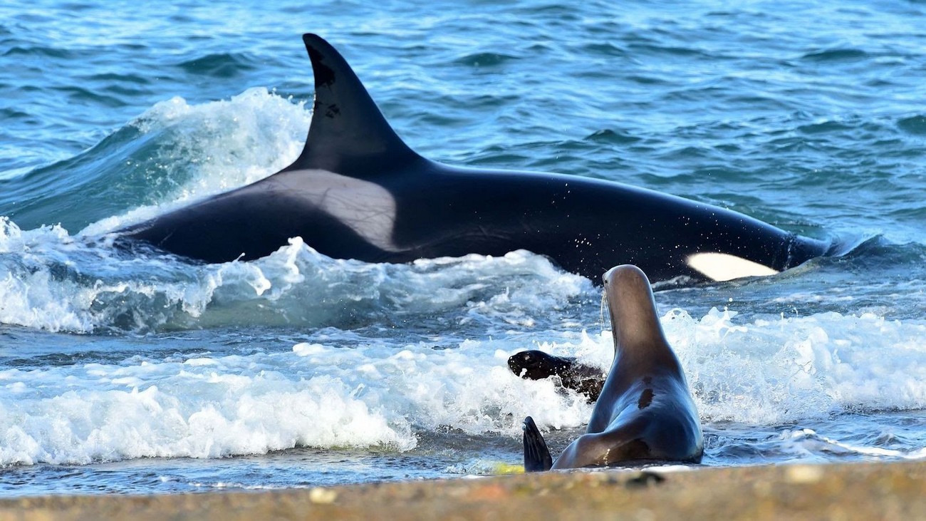 Chubut - Puerto Madryn