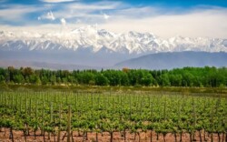 Mendoza