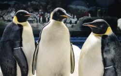 Pinguinos