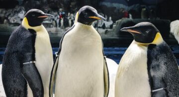 Pinguinos