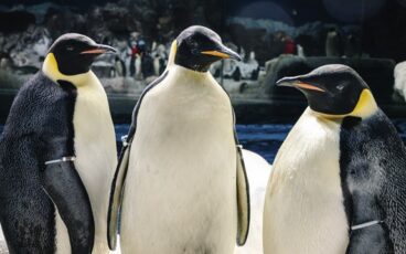 Pinguinos