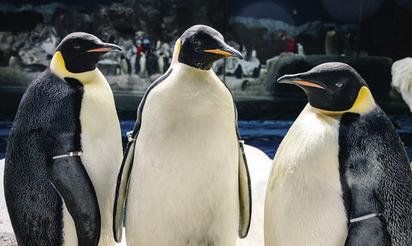 Pinguinos