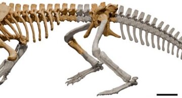 Cocodrilo, Kostensuchus atrox