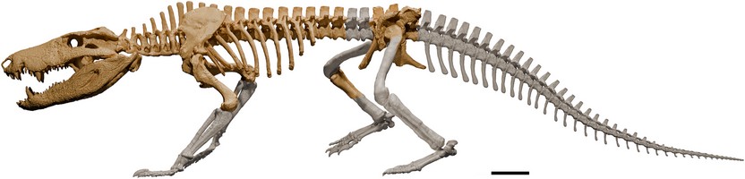 Cocodrilo, Kostensuchus atrox