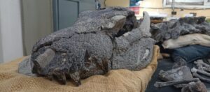 cocodrilo, Kostensuchus atrox