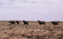 La Pampa