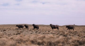 La Pampa