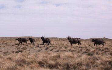 La Pampa