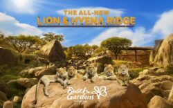 Busch Gardens Tampa Bay