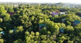 Misiones - Entre árboles