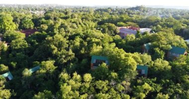 Misiones - Entre árboles