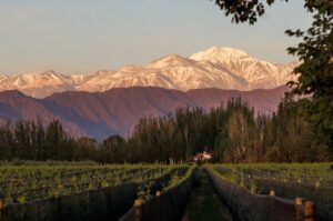 FINCA BANDINI