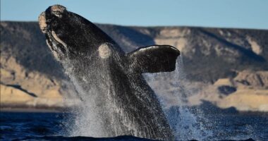 Puerto Madryn