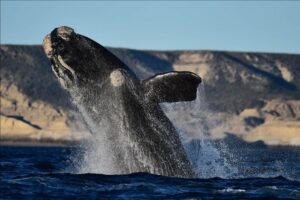 Puerto Madryn