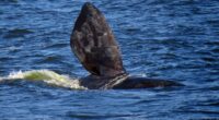 Ballenas