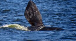 Ballenas
