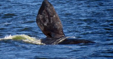 Ballenas