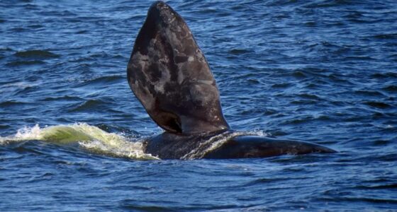 Ballenas