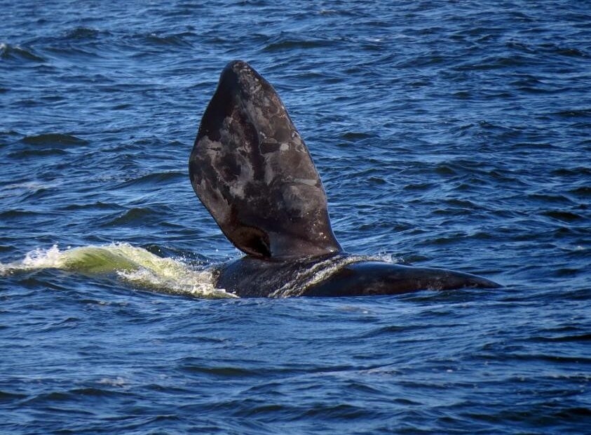 Ballenas