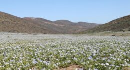 Chile