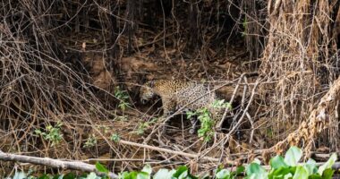 Pantanal