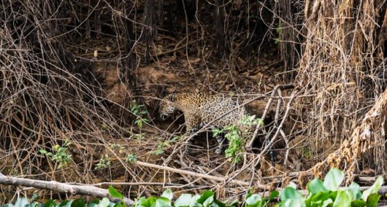 Pantanal